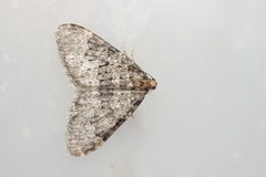 Nebula ibericata