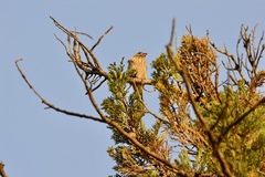 Haemorhous mexicanus