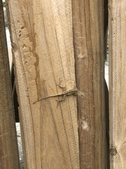 Anolis sagrei