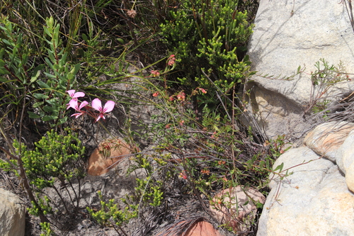 Image of Hermannia rudis by (c) Tony Rebelo, some rights reserved (CC BY-SA)
