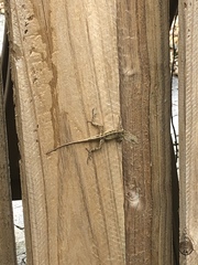Anolis sagrei