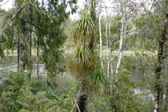 Dracophyllum elegantissimum