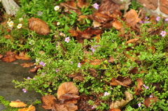 Chaenostoma cordatum