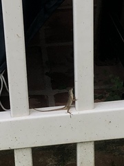 Anolis sagrei