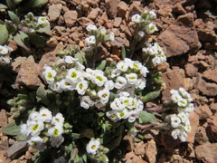 Menonvillea spathulata