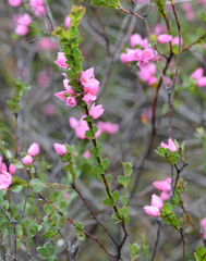 Boronia serrulata