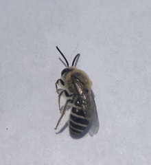 Colletes bumeliae