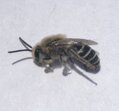 Colletes bumeliae