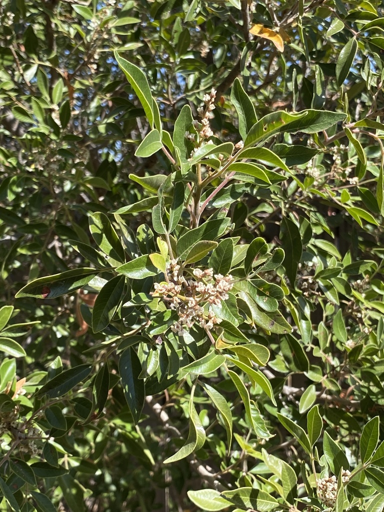 evergreen sumac from Big Bend National Park, Alpine, TX, US on October 19, 2020 at 0218 PM by