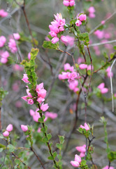 Boronia serrulata