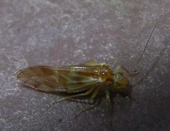 Chilenocaecilius ornatipennis