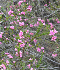 Boronia serrulata
