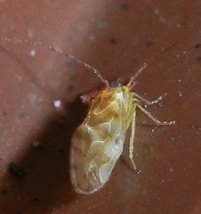 Chilenocaecilius ornatipennis
