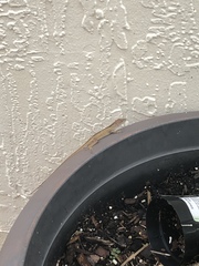 Anolis sagrei