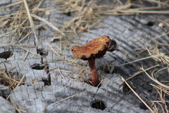 Gymnopilus subpurpuratus