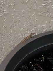 Anolis sagrei