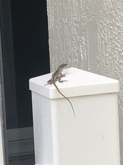 Anolis sagrei