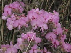 Podalyria myrtillifolia