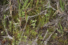 Sebaea minutiflora