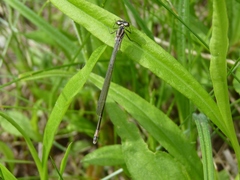 Coenagrion pulchellum