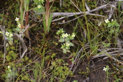 Sebaea minutiflora