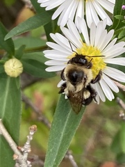 Bombus impatiens