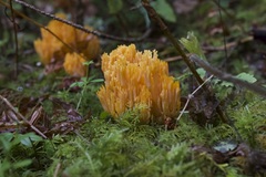 Ramaria sandaracina
