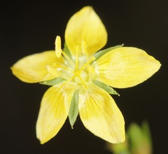 Linum neomexicanum