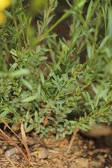 Linum neomexicanum