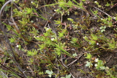 Sebaea minutiflora