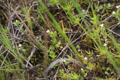 Sebaea minutiflora