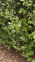 Buxus sempervirens