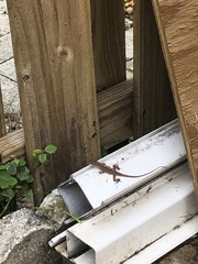 Anolis sagrei