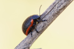 Stichoptera