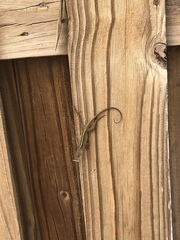 Anolis sagrei