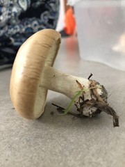 Basidiomycota