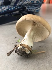 Basidiomycota