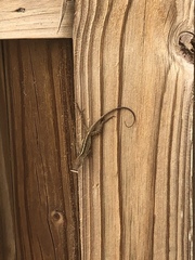 Anolis sagrei