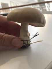 Basidiomycota