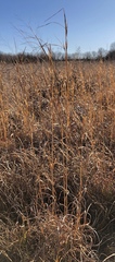 Andropogon virginicus virginicus