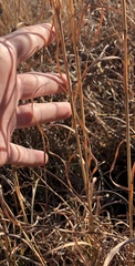 Andropogon virginicus virginicus