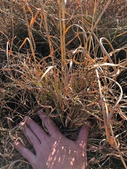Andropogon virginicus virginicus
