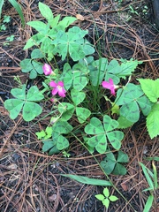 Oxalis tetraphylla