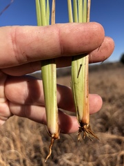 Andropogon virginicus virginicus