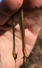 Andropogon virginicus virginicus