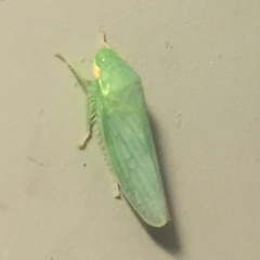 Gyponana cacumina