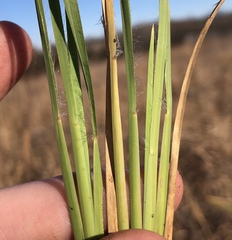 Andropogon virginicus virginicus