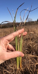 Andropogon virginicus virginicus