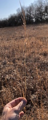 Andropogon virginicus virginicus
