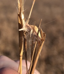 Andropogon virginicus virginicus